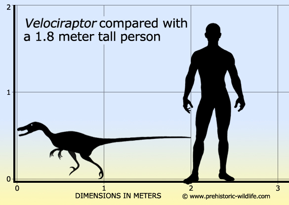 Velociraptorii au o inaltime similara cu cea a oamenilor